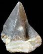 Dogtooth Calcite Crystal Cluster - Morocco #50193-1